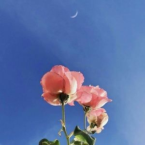 Meet your Posher, Lia